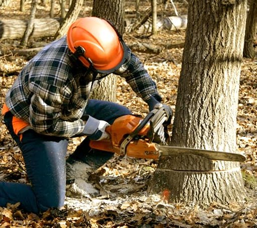 Tree Removal in Commercial Point, OH